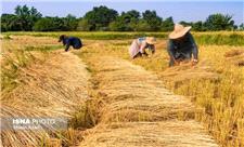 برداشت برنج در 16 درصد از شالیزارهای گیلان