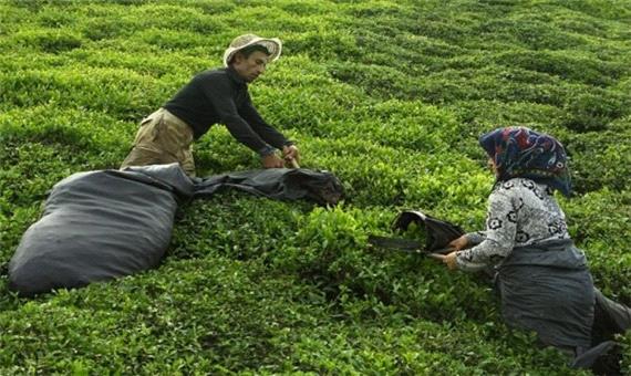 خریداری 94 هزار تن برگ سبز چای از چایکاران شمال کشور
