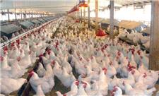 کشتار روزانه 500 تُن مرغ در استان گیلان