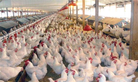 کشتار روزانه 500 تُن مرغ در استان گیلان