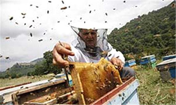 پیش بینی افزایش 10 درصدی برداشت عسل در گیلان