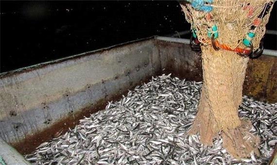 کاهش 36 درصدی صید کیلکا در گیلان/ 2763 تن ماهی صید شد