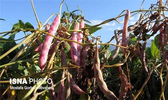 پیش‌بینی برداشت هشت هزار تن لوبیا از مزارع خمین