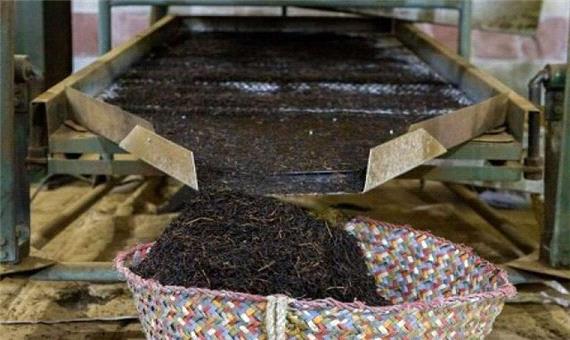 استحصال 24 هزار تنی چای خشک در کشور