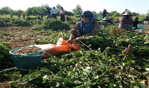 تولید بیش از 11 هزار تن بادام زمینی در گیلان