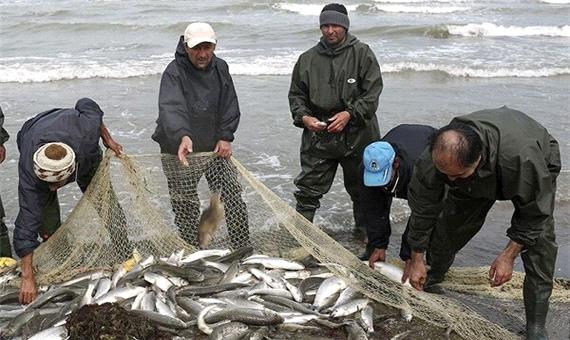 صید 74 تنی ماهی کفال و سفید در سواحل گیلان