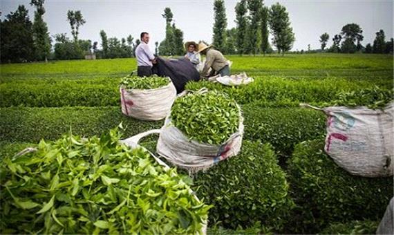 116 هزار تن برگ سبز چای خریداری شد