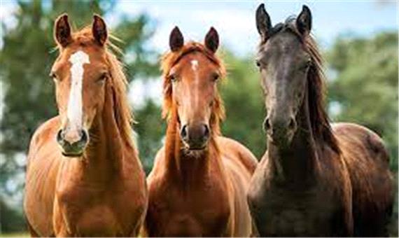 سوارکاران باید با اسبهای خود در مسابقات خارجی حضور یابند