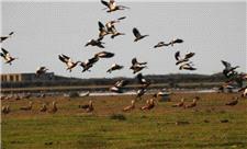 مهاجرت بیش از ٣٠ هزار پرنده مهاجر به پارک ملی بوجاق گیلان