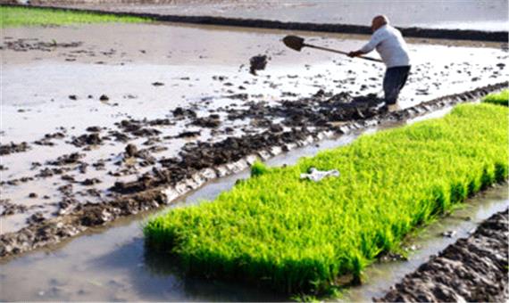 افزون بر یک‌هزار و 750 تن بذرگواهی شده برنج در گیلان تولید شد