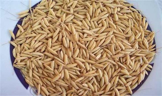 آغاز توزیع بذر گواهی شده برنج در گیلان