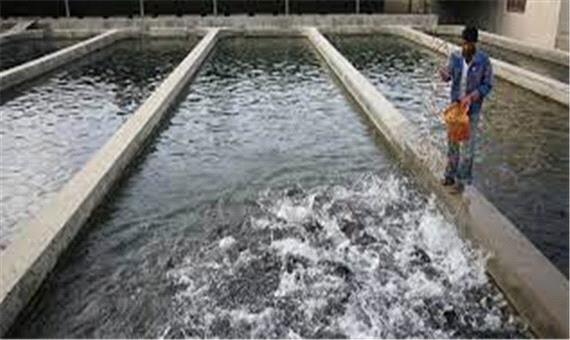 19 مزرعه پرورش ماهی در آستارا فعال است