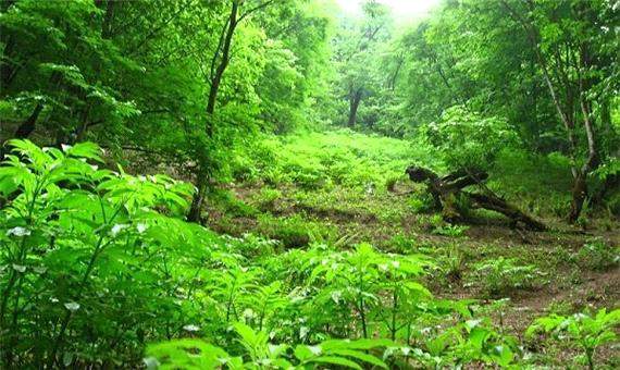 ثبت جهانی 50 هزار هکتار از جنگل‌های هیرکانی گیلان