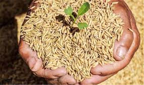توزیع 650 تن بذر گواهی شده برنج در گیلان
