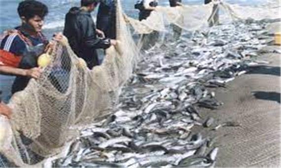 2هزار و 398 تن انواع ماهیان استخوانی در گیلان صید شد