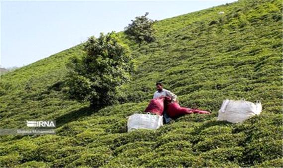 تعاون روستایی گیلان نزدیک 690 تن برگ سبز چای خریداری کرد