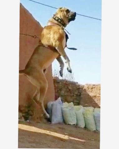 روایت عالیه عطایی از سگ بزرگی که قرار بود گرگ ها را بخورد