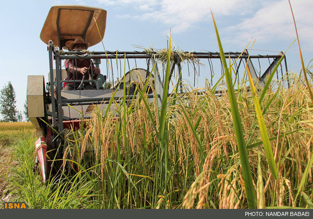 افزایش تولید یک میلیون تنی برنج در استان های شمالی
