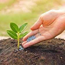 قیمت کود شیمیایی، کشاورزان را سرگردان کرده است/ وزیر جهاد در این خصوص تصمیم قاطع بگیرد