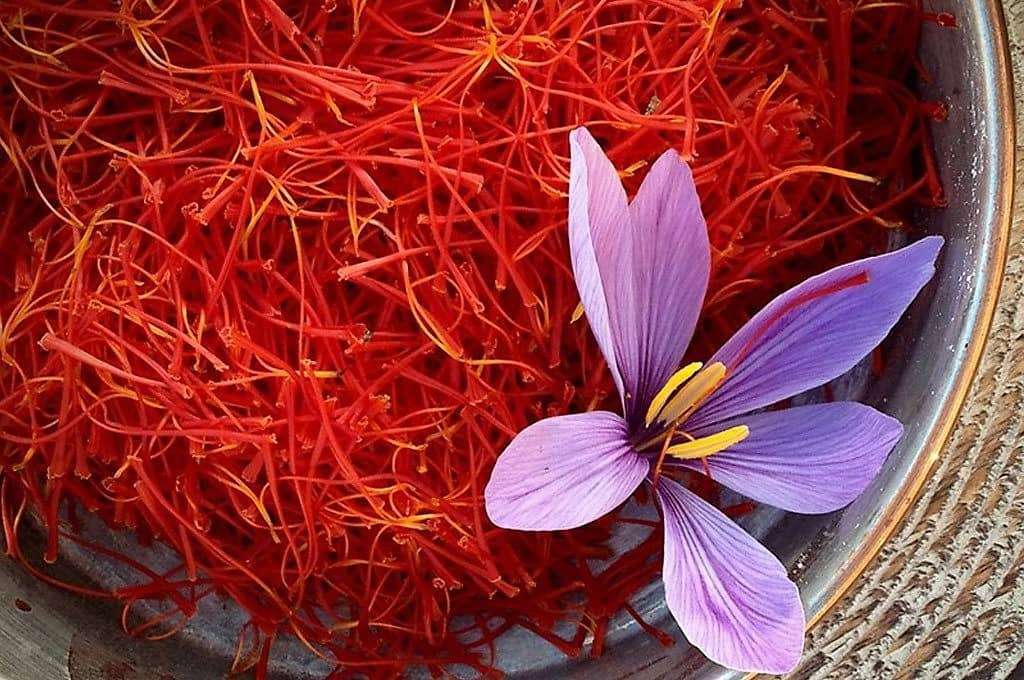 برداشت زعفران در ۸۹ هکتار از سطح زیرکشت گیلان آغاز شد