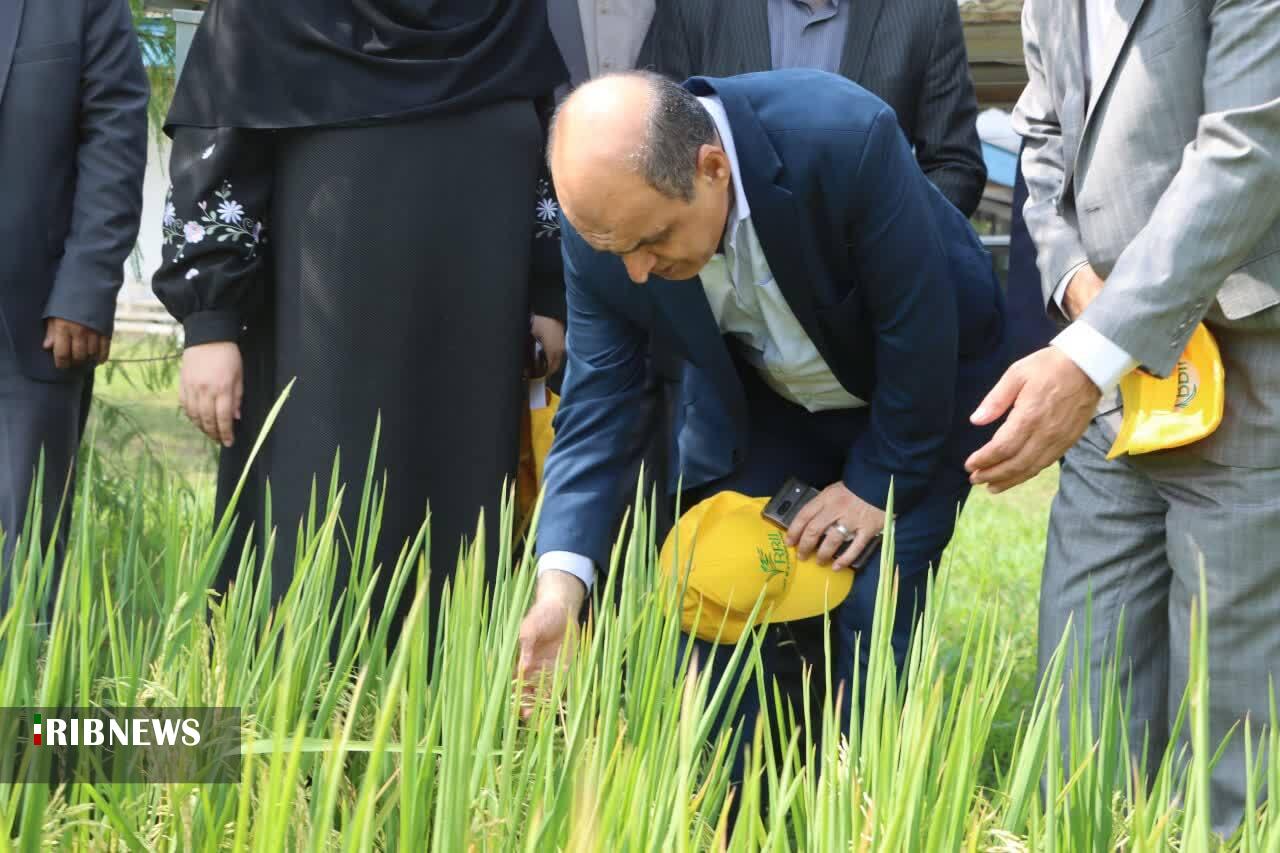 نسیم گیلان