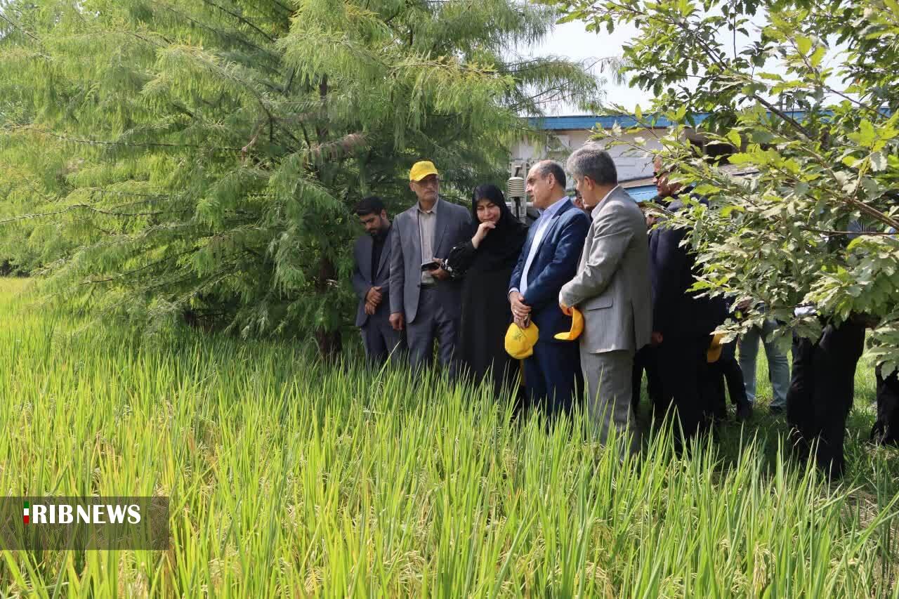 نسیم گیلان