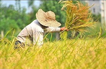 ۴۰ درصداز شالیزار‌های گیلان آماده برداشت