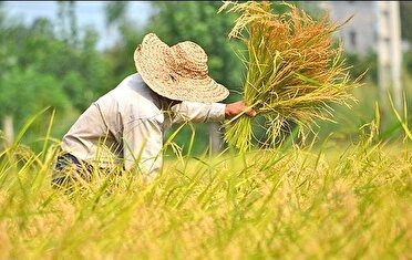 ۵۰ درصد شالیزار‌های گیلان آماده برداشت هستند