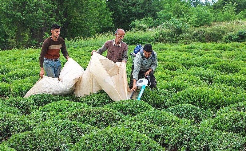 پرداخت ۴۳ درصد از مطالبات چایکاران شهرستان فومن
