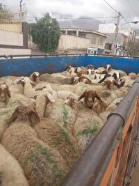 کشف ۵۵ راس احشام فاقد مجوز در رودبار