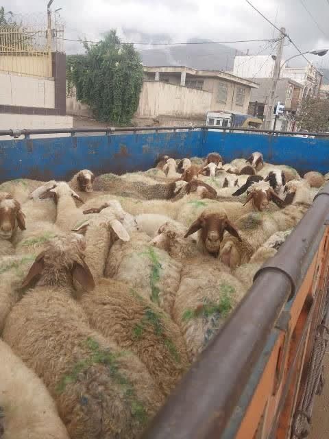 نسیم گیلان