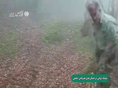 پلنگ ایرانی در جنگل‌های هیرکانی املش دیده شد