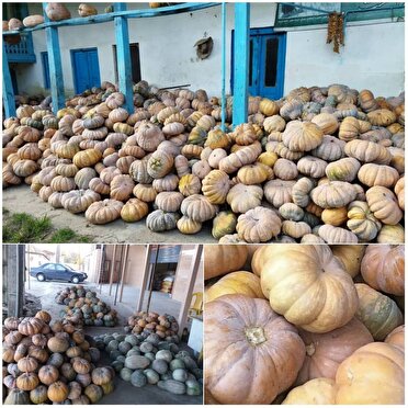 صومعه سرا قطب تولید کدو در کشور