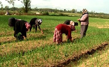 آغاز کشت دوم محصولات کشاورزی در گیلان