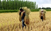 برداشت ۹۷ درصد از محصول برنج گیلان