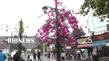 نسیم گیلان