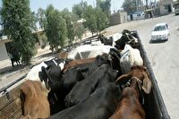 کشف دام‌های بدون مجوز در رودبار