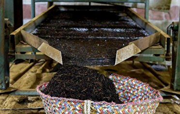 تولید بیش از ۱۹ هزار تن چای خشک در گیلان و مازندران
