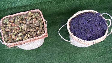 جشنواره ای به شکرانه برداشت دو محصول پرطرفدار کشاورزی گل گاوزبان و فندق