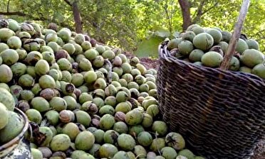 درآمد بیش از ۸۳۲ میلیارد تومانی باغداران گردو در گیلان با برداشت ۴۰ درصد محصول