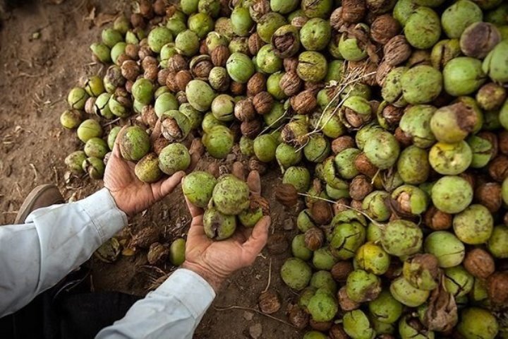 نسیم گیلان