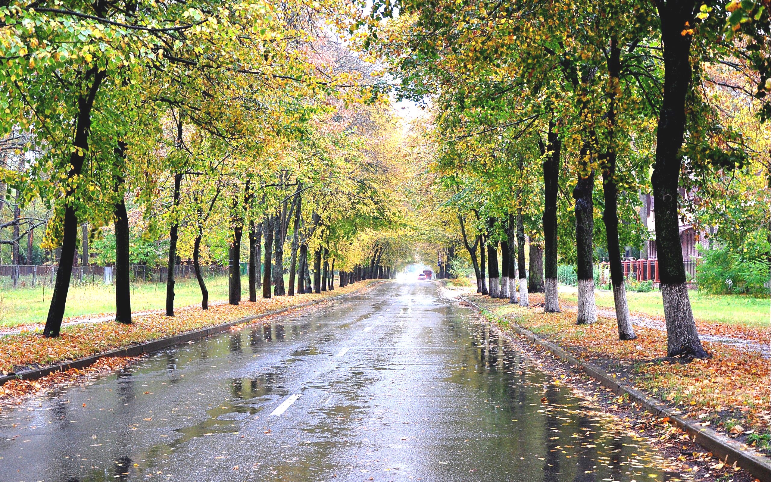 نسیم گیلان