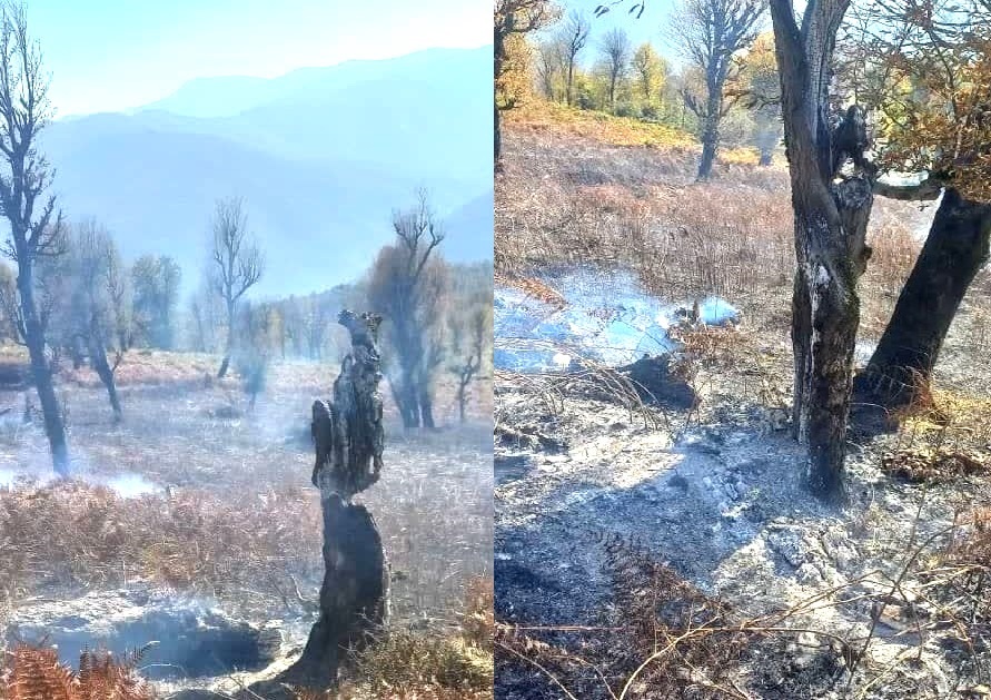 نسیم گیلان