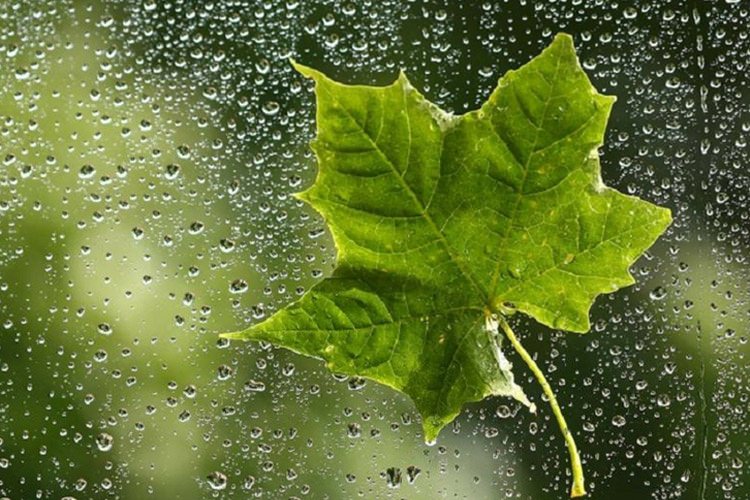 هواشناسی: در شهرهای شمالی شرایط برای بارندگی مهیاست