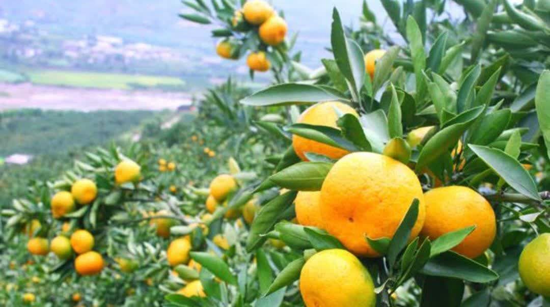 نسیم گیلان