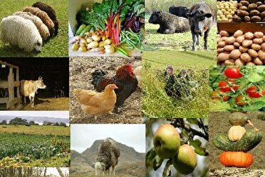 آغازبیمه‌ی محصولات کشاورزی در گیلان