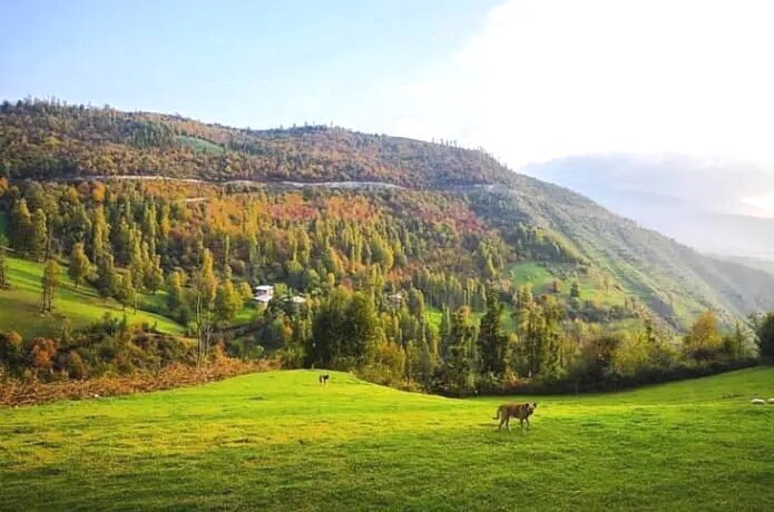 نسیم گیلان