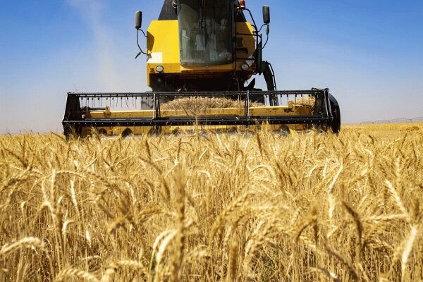 قیمت خرید تضمینی گندم ابلاغ شد