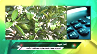 شکوفه دادن درختان مرکبات در فصل خزان