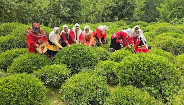 برگزاری نخستین جشنواره ملی رسانه‌ای چای در لاهیجان